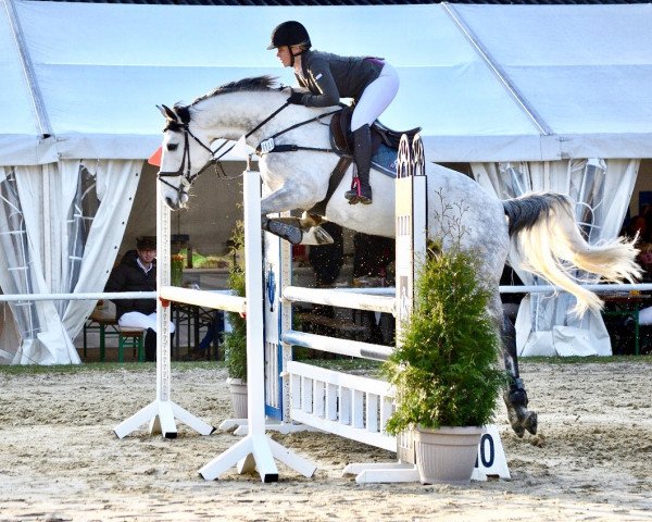 jumper Levinio (Hanoverian, 2011, from Levisonn 208 FIN)