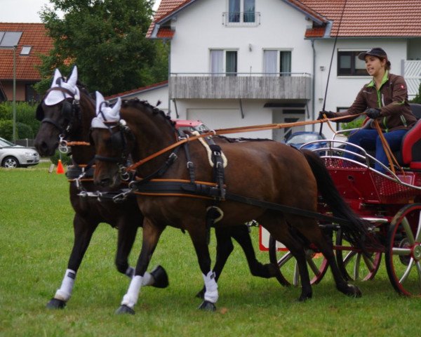 broodmare Velorous Miss Marple (New Forest Pony, 2004, from Melle Bruno)