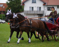 Pferd Velorous Miss Marple (New-Forest-Pony, 2004, von Melle Bruno)