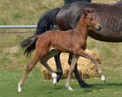 dressage horse Qubega (German Sport Horse, 2019, from Quantensprung 3)