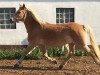 broodmare Nikita (Haflinger, 2000, from Nastral)