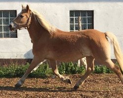 Zuchtstute Nikita (Haflinger, 2000, von Nastral)