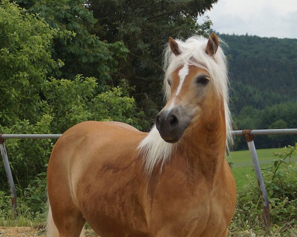 Zuchtstute Oktavia (Haflinger, 2007, von Maestro)