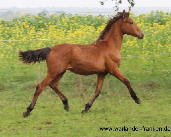 horse Draagon von Greenhorn (Warlander, 2014, from Jupiter von Greenhorn)