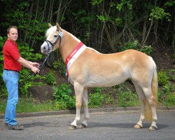 broodmare Aleen (Edelbluthaflinger, 2011, from Alibaba)