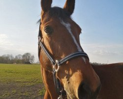 broodmare Carli 10 (Hanoverian, 2010, from Casillas 2)