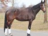 Springpferd Louie Louie (Tschechisches Warmblut, 2011, von Manillon Rouge)