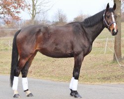 jumper Louie Louie (Czech Warmblood, 2011, from Manillon Rouge)