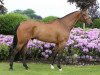 jumper Canto Bruno (Oldenburg show jumper, 2011, from Cantoblanco)