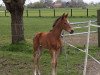 Dressurpferd Happy Angel (Westfale, 2020, von High Motion 2)