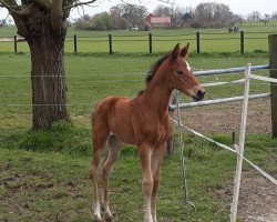 dressage horse Happy Angel (Westphalian, 2020, from High Motion 2)