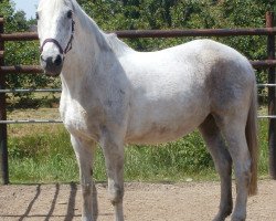 broodmare Florentina II (Holsteiner, 1991, from Lavado)