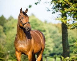 jumper Quick Step 63 (Westphalian, 2007, from Quality Boy)