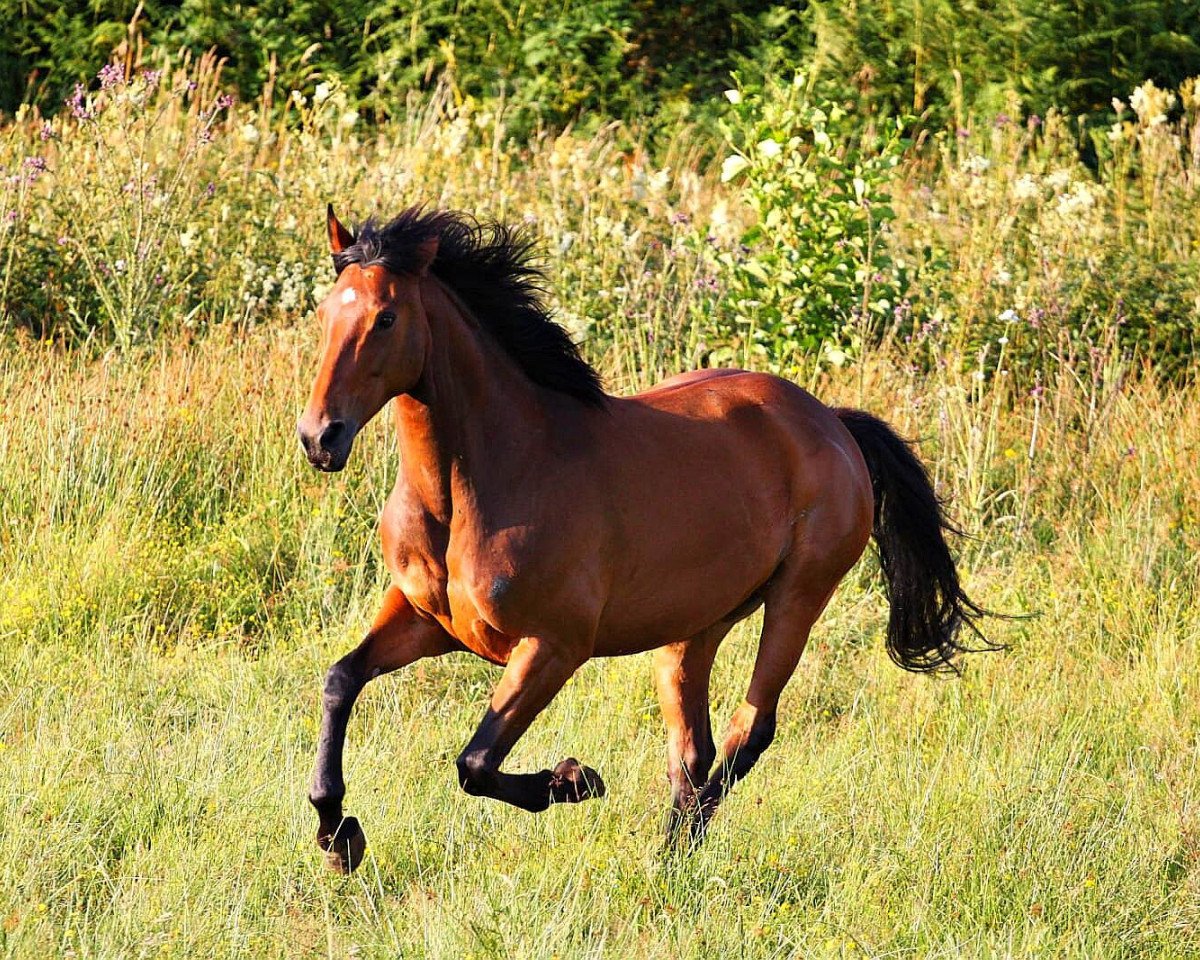 horse Flicka (Westphalian, 2006, from Fürst Piccolo)