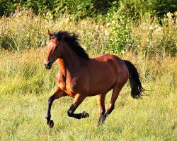 dressage horse Flicka (Westphalian, 2006, from Fürst Piccolo)