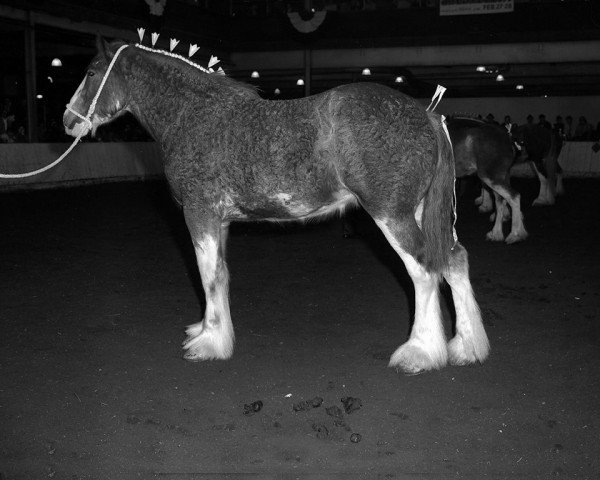 horse Kirklandhill Queen O' Carrick (Clydesdale, 1968, from Doura Excelsior)