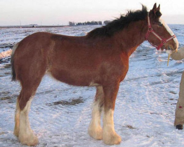 horse Kiamichi A.M. Sophie (Clydesdale, 2008, from Ayton Magnificent)