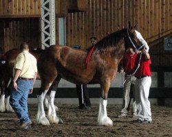 Zuchtstute Kiamichi A.M. Mia (Clydesdale, 2005, von Ayton Magnificent)