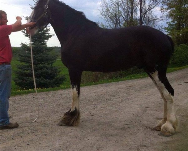 horse Keyhole Shane (Clydesdale, 2013, from Diamond S Butch)