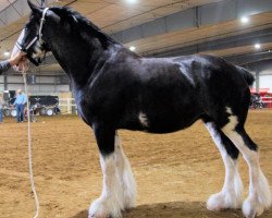 horse Keyhole Sydney (Clydesdale, 2011, from Donegal Lord Cain)