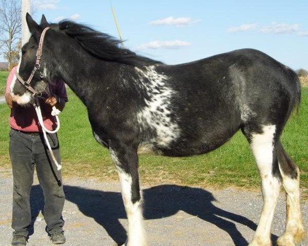 horse Keyhole Miss Daisy (Clydesdale, 2015, from Diamond S Butch)