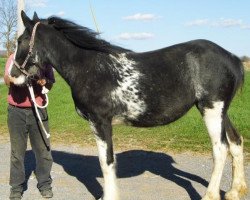 Pferd Keyhole Miss Daisy (Clydesdale, 2015, von Diamond S Butch)