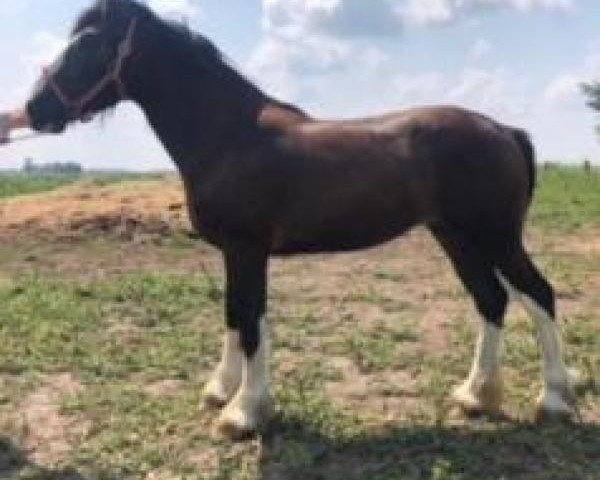 horse Keyhole Breeze (Clydesdale, 2017, from Diamond S Butch)