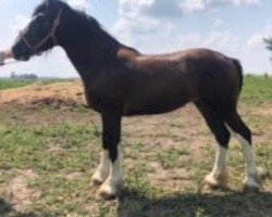 horse Keyhole Breeze (Clydesdale, 2017, from Diamond S Butch)