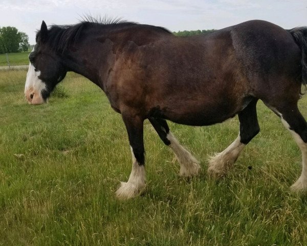 Zuchtstute Keyhole Classic Pansy (Clydesdale, 2002, von Lynholm Classic King)