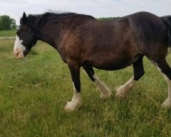 broodmare Keyhole Classic Pansy (Clydesdale, 2002, from Lynholm Classic King)