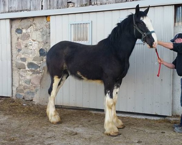 Pferd Keyhole Bailey (Clydesdale, 2014, von Diamond S Butch)