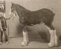 horse Keradon's Camelot (Clydesdale, 2005, from Stone Croft Ayton Magic)