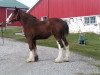 broodmare Keradon's Independent Belle (Clydesdale, 2002, from Collessie Independent)