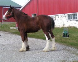 broodmare Keradon's Independent Belle (Clydesdale, 2002, from Collessie Independent)