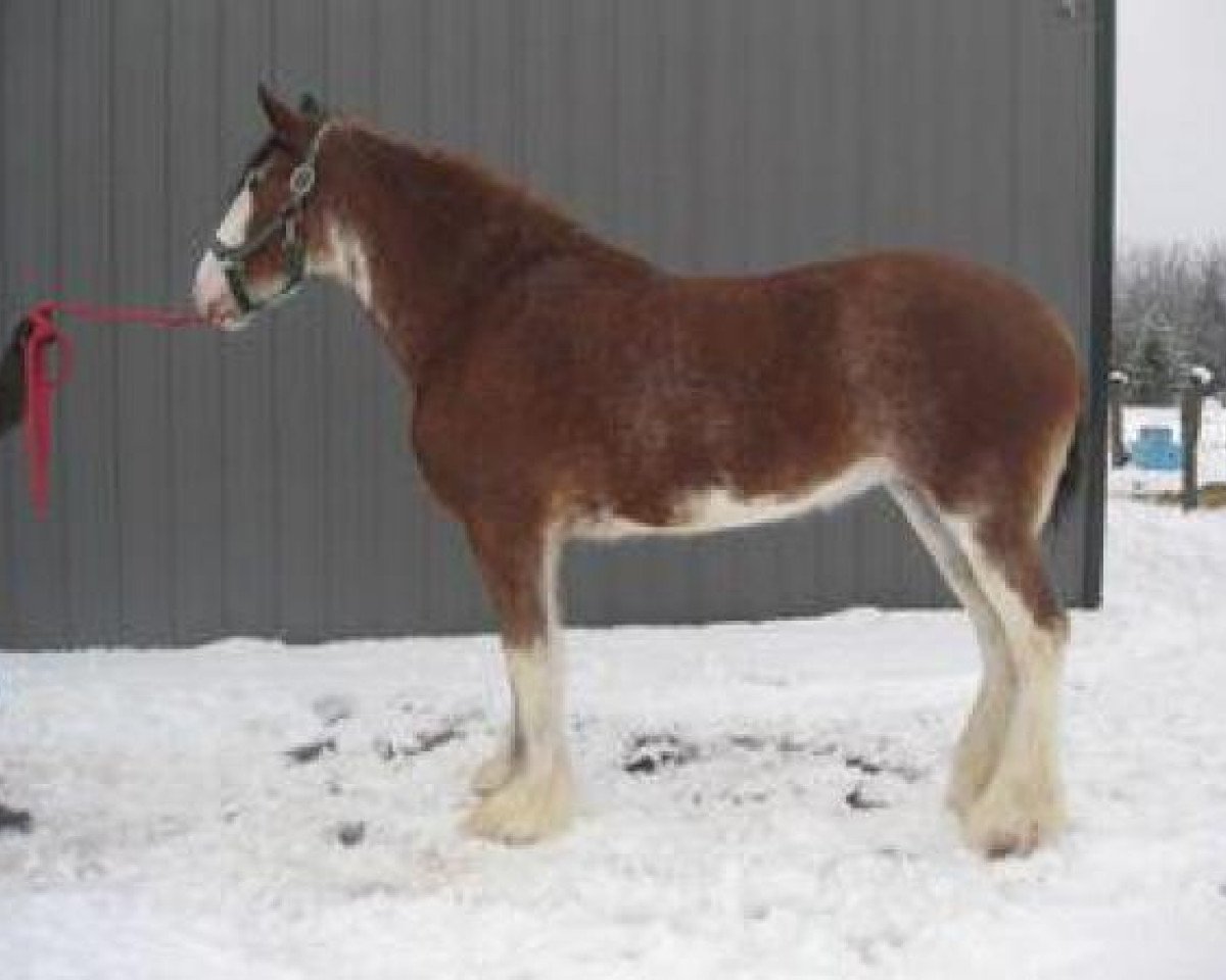 horse Armbro Jessie (Clydesdale, 2009, from 2S Shea's Argyl Hunter)