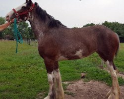 Pferd Allumettes A Hollister (Clydesdale, 2014, von Cedarlane Appollo)