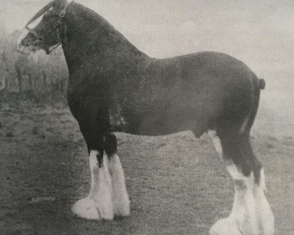 stallion Sandyknowe Ideal (Clydesdale, 1935, from Benedictine 21836)