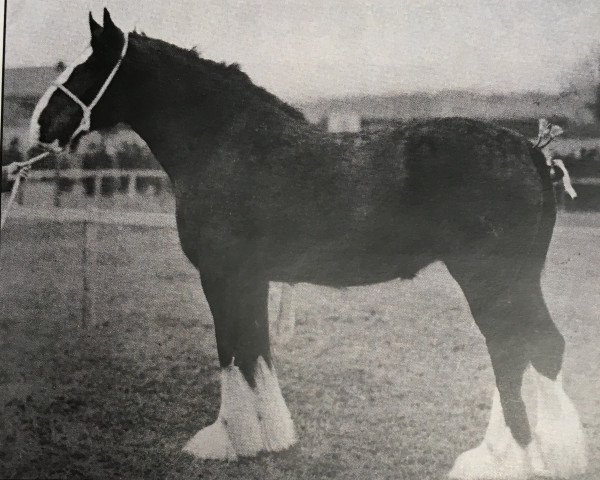 Zuchtstute Farleton Lady Alice (Clydesdale, 1914, von Dunure Footprint 15203)