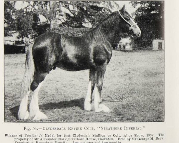 stallion Strathore Imperial (Clydesdale, 1936, from Woodbank Majestic)