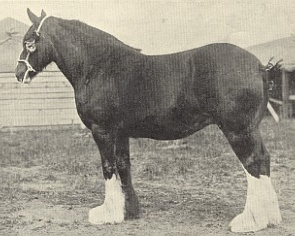 broodmare Lane Lucky Girl (Clydesdale, 1929, from Benefactor 14165)