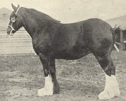 Zuchtstute Lane Lucky Girl (Clydesdale, 1929, von Benefactor 14165)