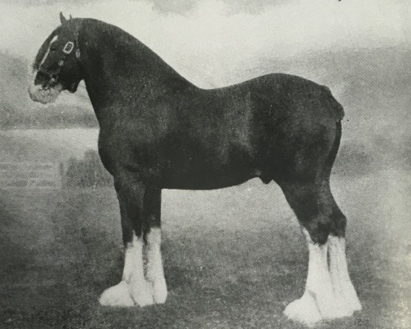 Deckhengst Dunure Kaleidoscope (Clydesdale, 1913, von Baron of Buchlyvie)