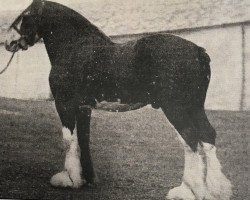 Deckhengst Craigie Everlasting (Clydesdale, 1930, von Dunure Footprint 15203)