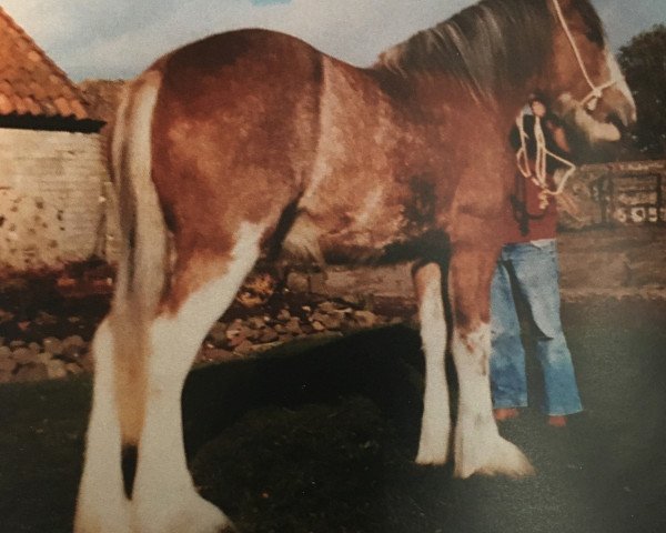 broodmare Muirton Mist (Clydesdale,  , from Muirton Elect)