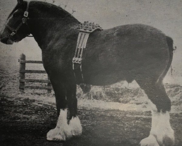 stallion Regal Monarch (Clydesdale, 1946, from Muirton Monarch)