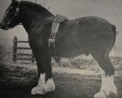 stallion Regal Monarch (Clydesdale, 1946, from Muirton Monarch)