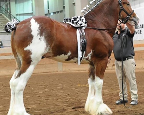 Deckhengst Kenbar Marcus (Clydesdale, 2015, von Armbro Andrew)