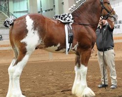 Deckhengst Kenbar Marcus (Clydesdale, 2015, von Armbro Andrew)