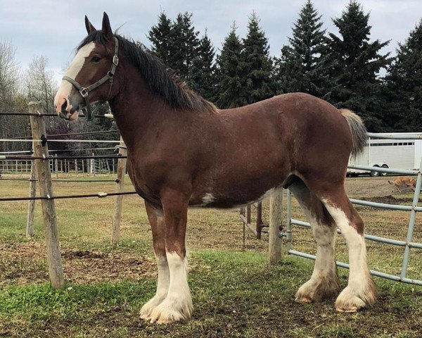 horse Kenbar King Gordon (Clydesdale, 2017, from Armbro Andrew)