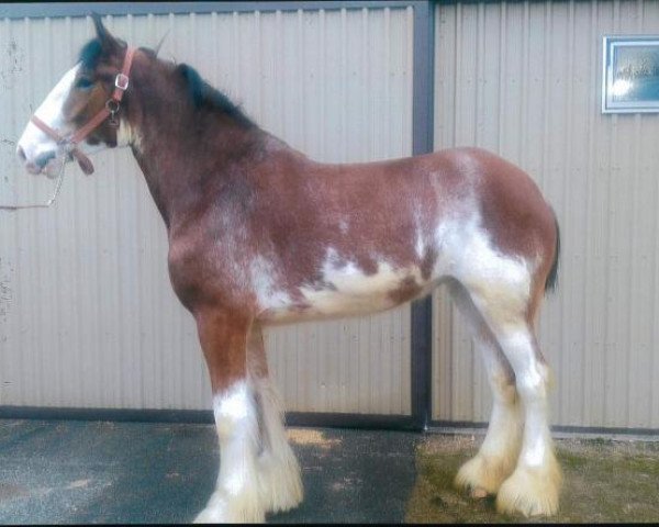 Pferd Kenbar Diane (Clydesdale, 2016, von Armbro Andrew)